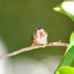 Allen's Hummingbird